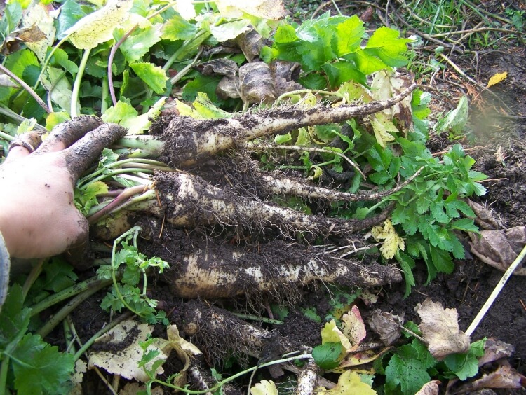 que faire avec le feuillage tombé dans le jardin conserver légumes racines
