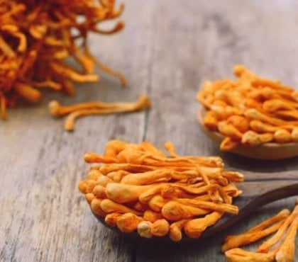 bienfaits du cordyceps champignons médicinaux saprophytes