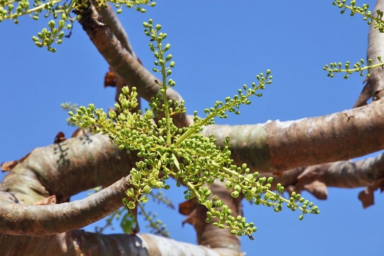 espèce-Bowellia-Sacra-arbre-à-encens