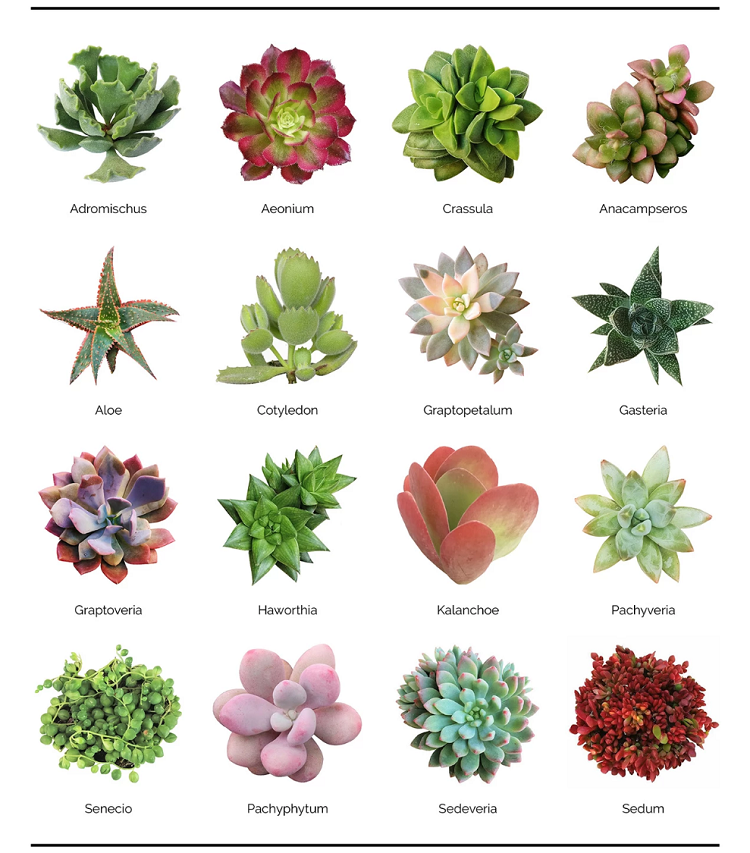 types de plantes succulentes