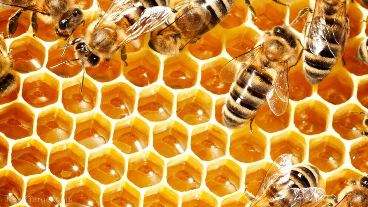 antibiotiques naturels efficaces miel abeilles hexagones cire