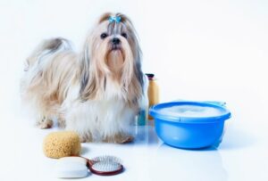 comment faire shampoing maison pour chien