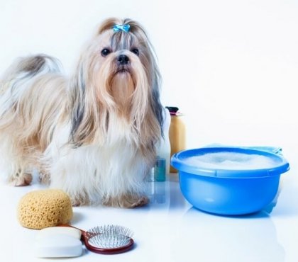comment faire shampoing maison pour chien