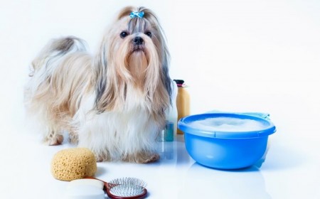 comment faire shampoing maison pour chien