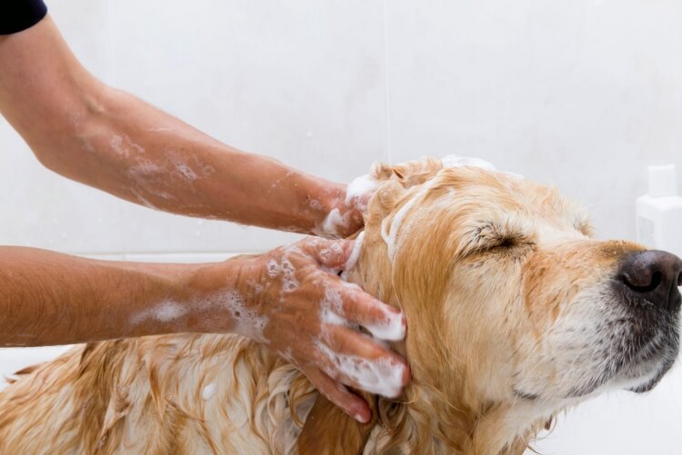 faire shampoing maison pour chien ingrédients naturels