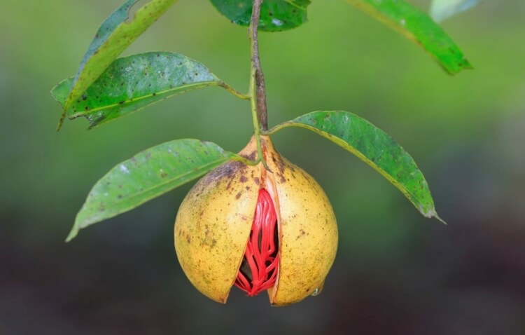 fruit noix de muscade arbre muscadier