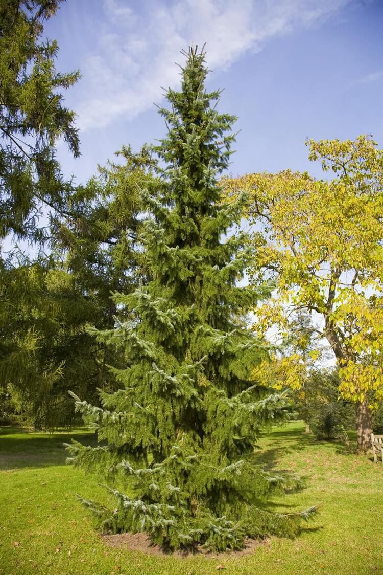 sapin Picea Omorika espèce serbe haut mince