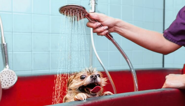 shampoing pour chien maison non toxique