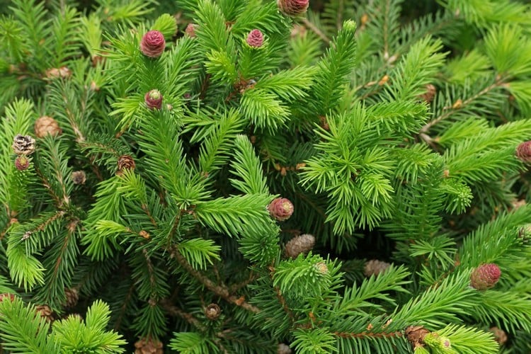 variété sapin de Noël Picea abies gros plan