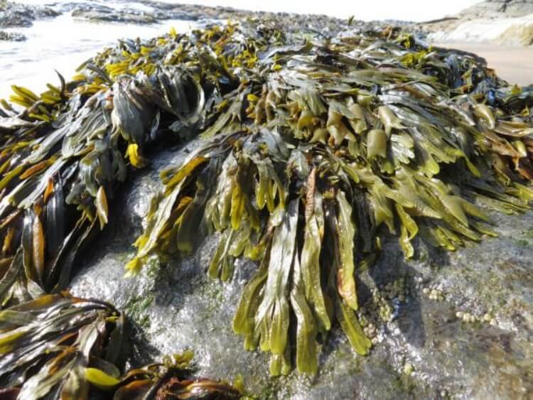algue kelp combinaison naturelle fruits mer
