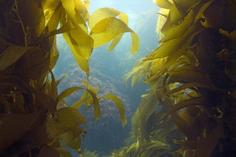 algue kelp croissance rapide côtes rocheuses