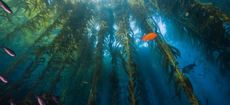 algue kelp récolter produire manière éthique