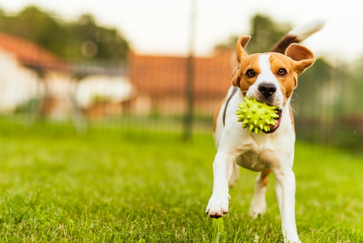 chien beagle joue balle jardin