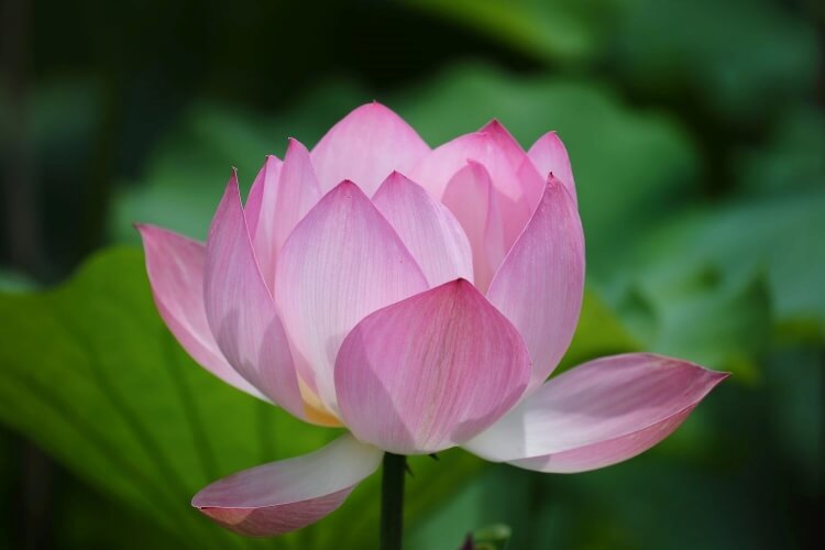 fleurs de lotus racine bienfaits santé