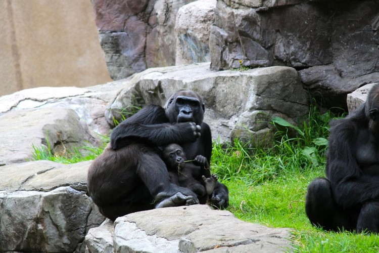 gorilles testés positifs au coronavirus zoo Californie États-Unis Covid-19