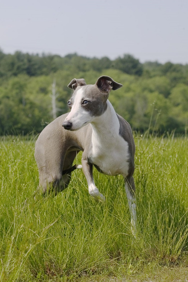 greyhound italien races de petits chiens pour petites surfaces petit appartement