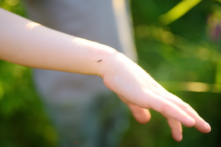 moustique perché sur une main enfant