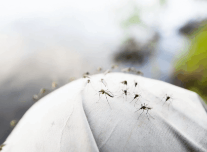 piqures de moustiques causes dangers