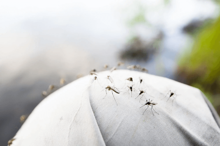 piqures de moustiques causes dangers