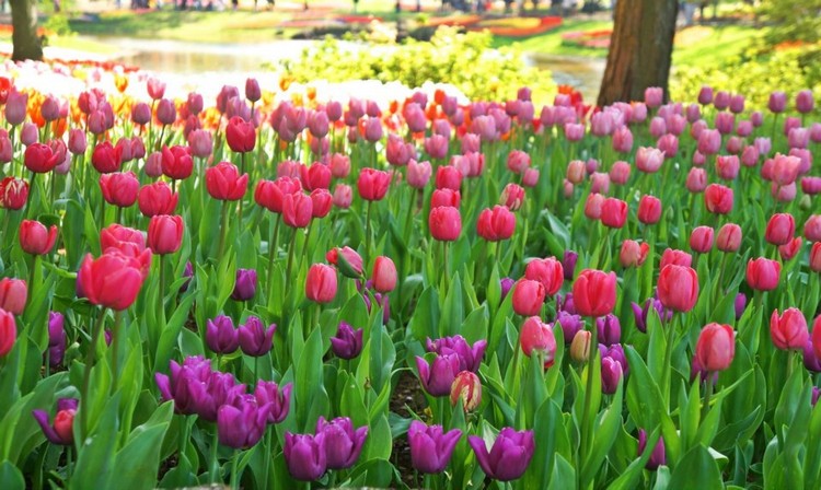 plantes toxiques animaux de compagnie -tulipes Tulipa