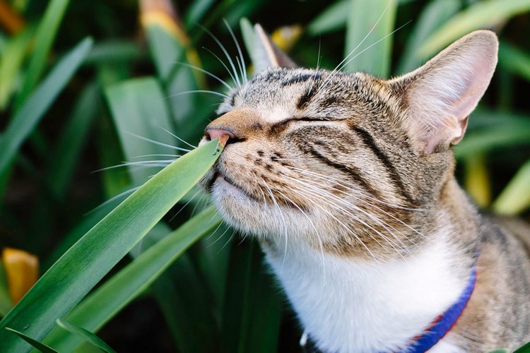 Plantes Toxiques Pour Les Chats Avec Photos 25 Especes A Eviter