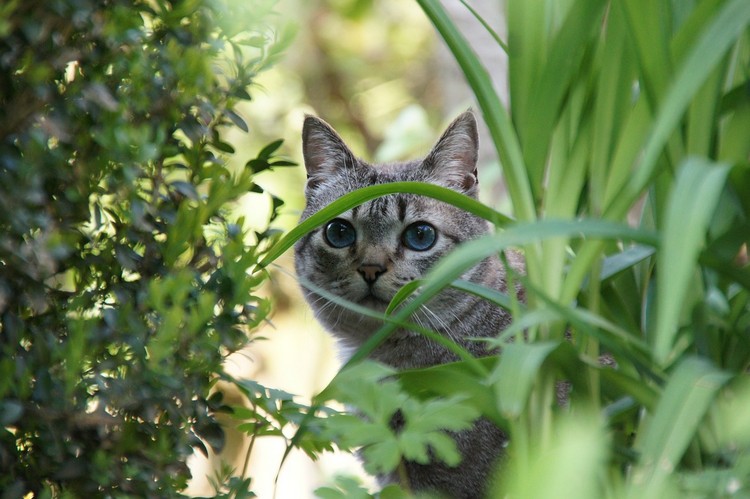 plantes toxiques chats photos éviter tout prix