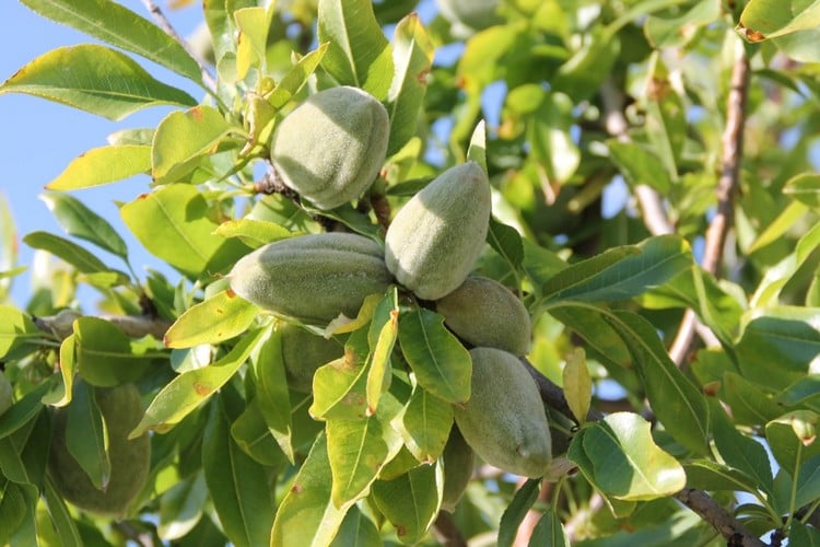 plantes toxiques pour les chats -amandier Prunus dulcis