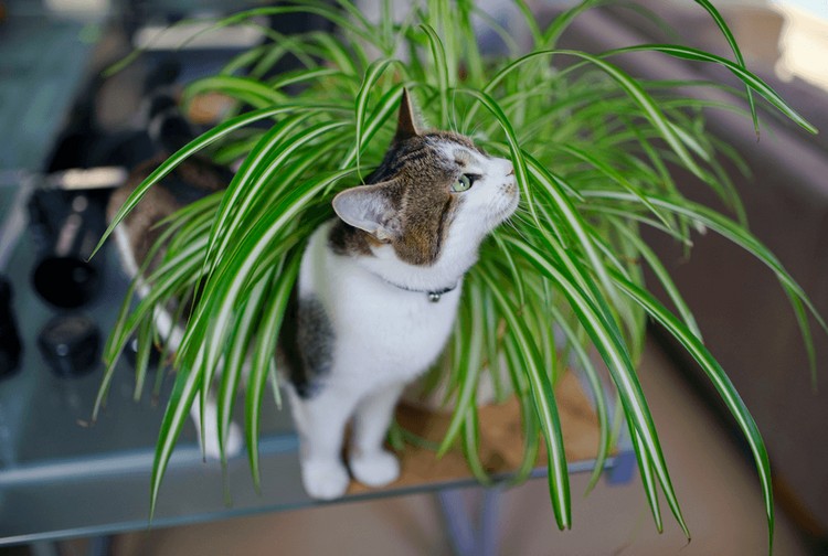 plantes toxiques pour les chats maison jardin photos