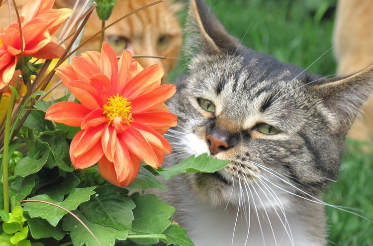 plantes toxiques pour les chats photos éviter au jardin