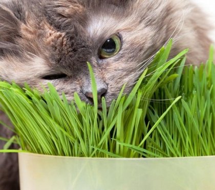 quelles plantes toxiques chats éviter planter maison