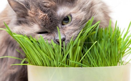 quelles plantes toxiques chats éviter planter maison