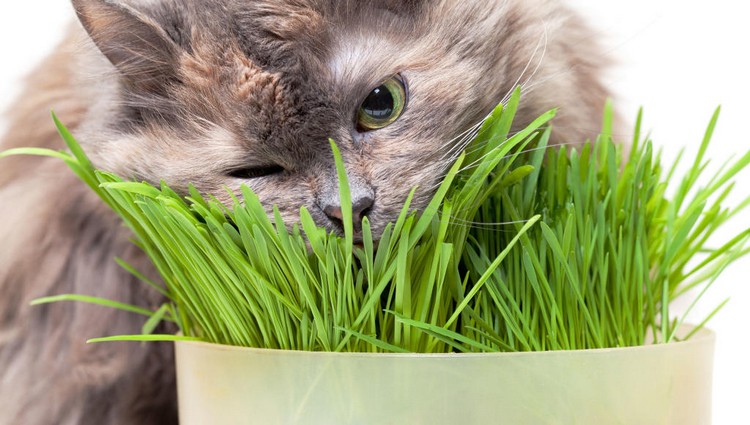 quelles plantes toxiques chats éviter planter maison