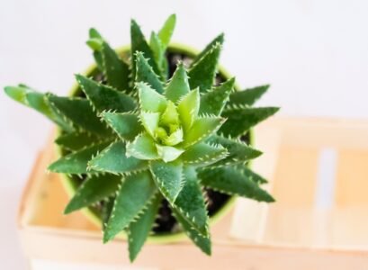 aloe vera plante adaptogene augmente resistance organisme