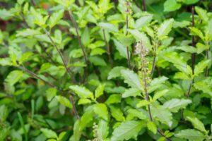 bienfaits basilic sacré plantes adaptogènes équilibre corps