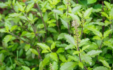 bienfaits basilic sacré plantes adaptogènes équilibre corps