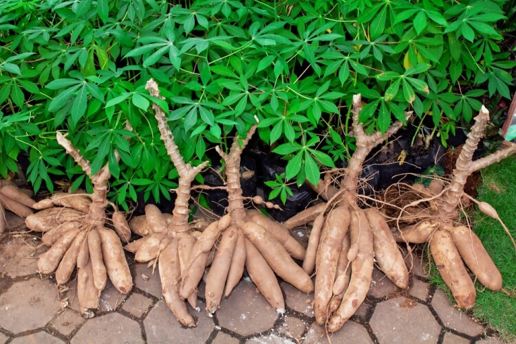bienfaits du manioc pour la santé