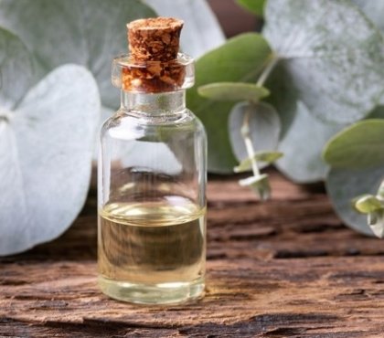 bienfaits sante huile essentielle eucalyptus