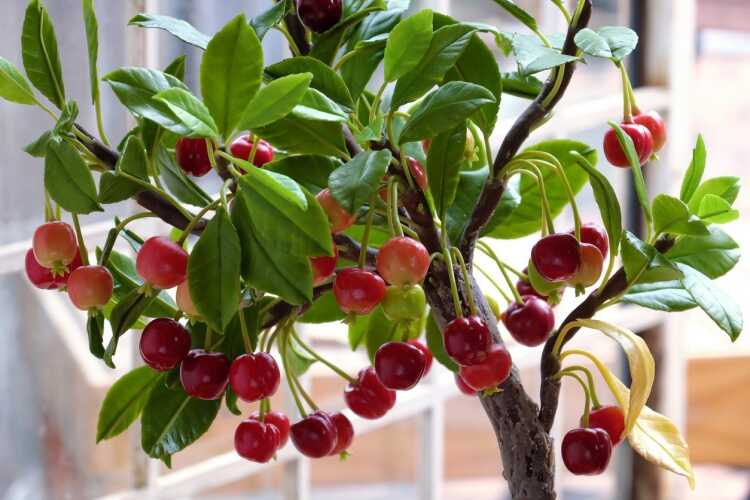 planter-un-arbre-fruitier-opter-cerisier-autofertile