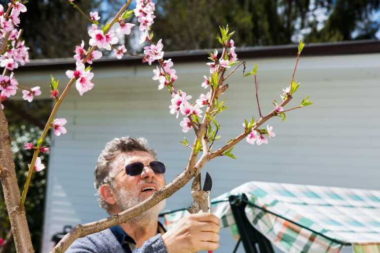 planter-un-arbre-fruitier-pêche-abricot-fleurir-tôt-printemps