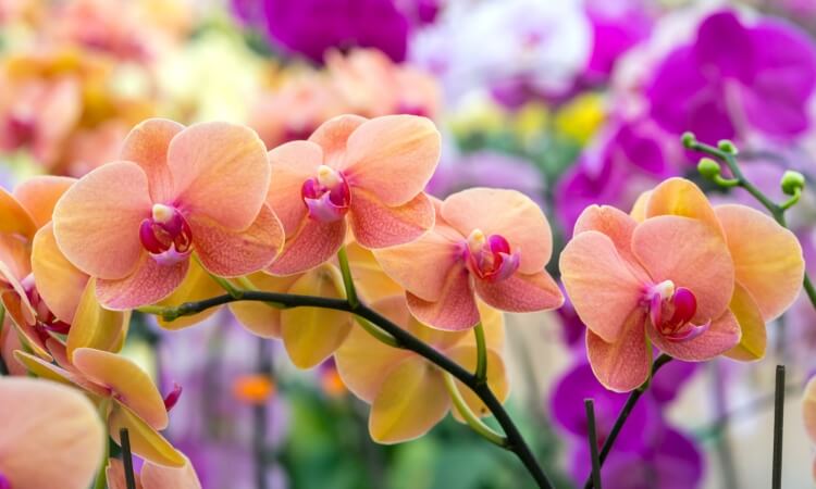 plantes chambre Feng Shui orchidée symbole fertilité créativité
