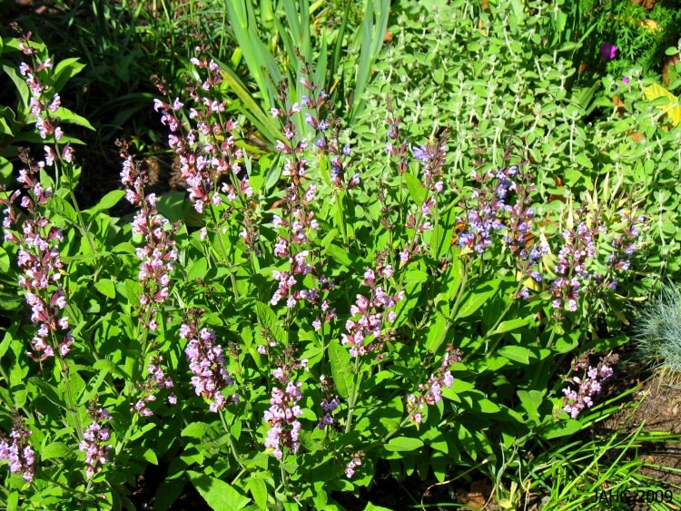 plantes chambre Feng Shui sauge purifiante bâtonnet aromatique