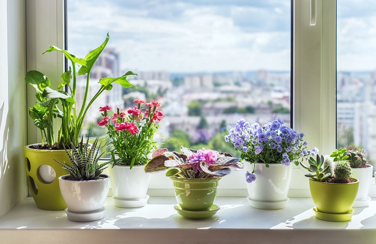plantes et fleurs fraîches idées déco fenêtre printemps