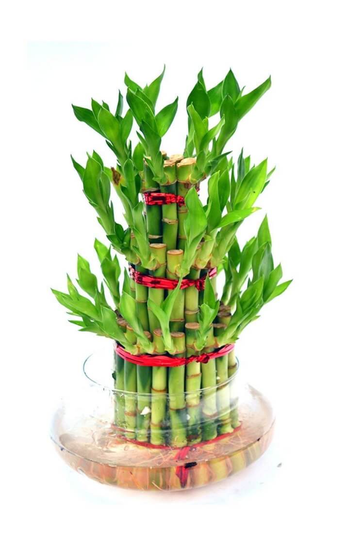 plantes pour chambre Feng Shui créativité richesse bambou chanceux