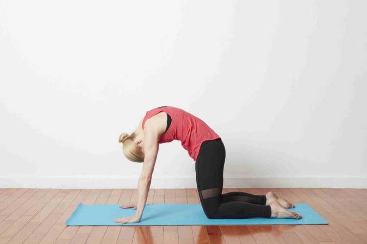 posture chat yoga asana assouplir colonne vertebrale