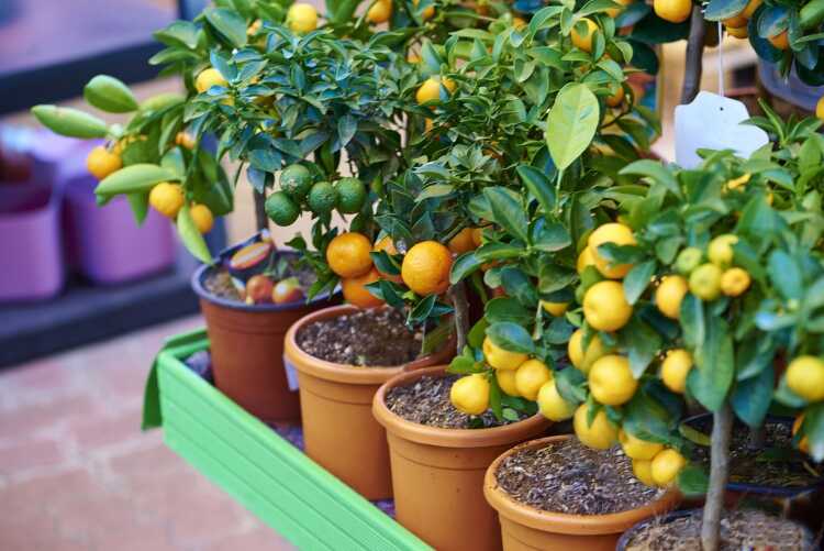 pourquoi-planter-un-arbre-fruitier-orange-jardinier-débutant