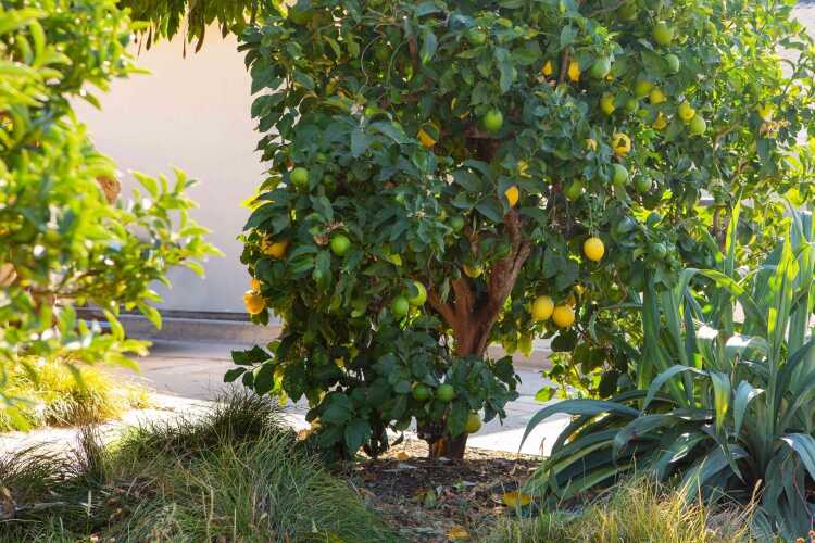 pourquoi-planter-un-arbre-fruitier-raison-planter-citronnier