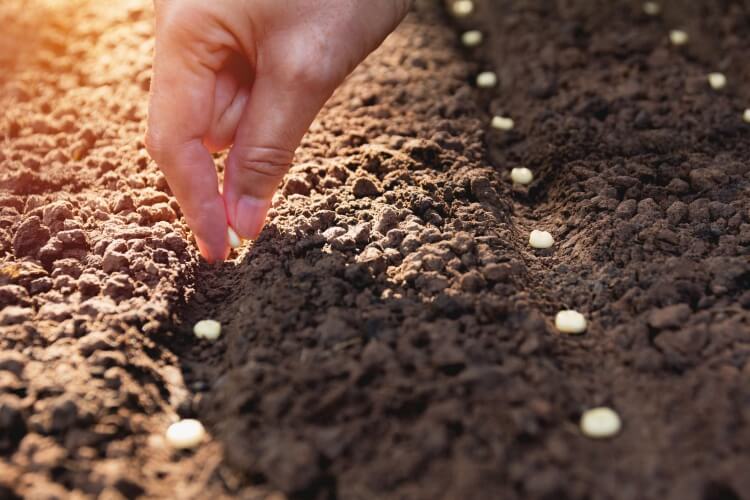 préparer le jardin de printemps semer graines nécessiter saison longue