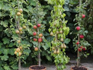 quel-arbre-fruitier-planter-arrière-cour-coin-balcon-appartement