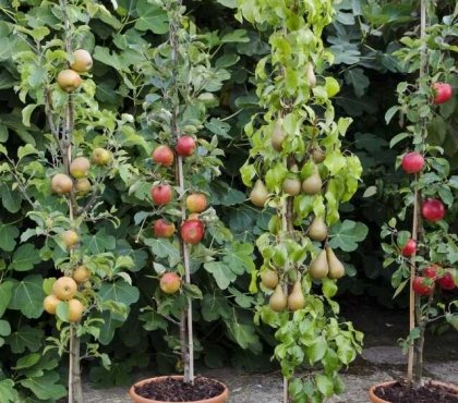 quel-arbre-fruitier-planter-arrière-cour-coin-balcon-appartement