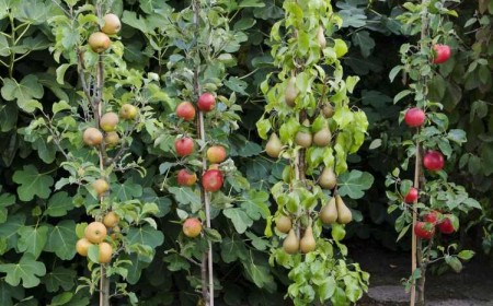 quel-arbre-fruitier-planter-arrière-cour-coin-balcon-appartement